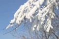 IMG_1117.JPG