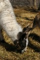 IMG_1853.JPG