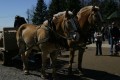 IMG_1919.JPG
