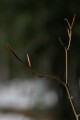IMG_1962.JPG